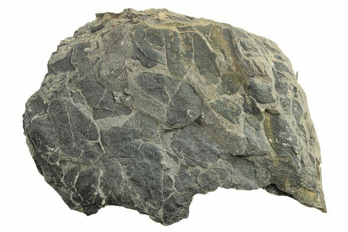 Pennsylvanian Fossil Fern (Neuropteris) Plate - Kentucky #258845